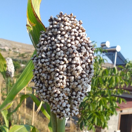 20 adet, Sudan sorgum