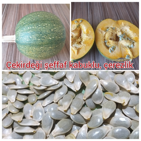 10 adet, Şeffaf çekirdekli çerezlik kabak 