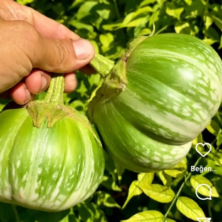 10+ adet, Cambodian green giant patlıcan