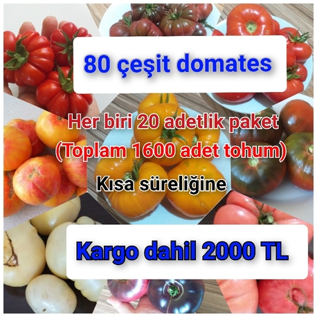 80 çeşit domates 