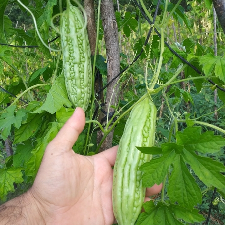 10 adet, Acı kavun