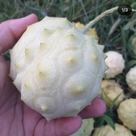10 adet, Top kiwano