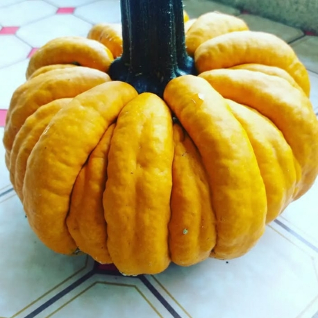 10 adet, Kabak - Altın yumruk