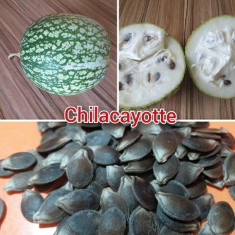 10 adet, Chilacayote kabak