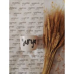 Surya Things