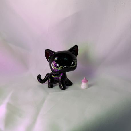 miniş shorthair önsipariş 