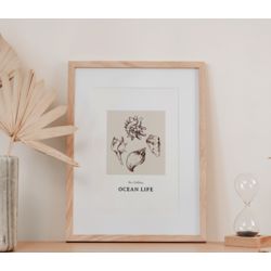 Seashells - Ocean Collection