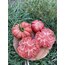 Pembe dev domates tohumu (sırık)