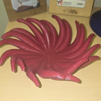 Spiral Şölen (Meyvelik)
