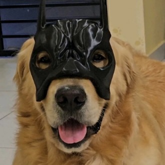 Köpek için Batman maskesi