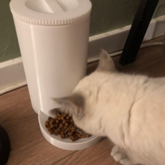 Otomatik Kedi Mamalığı