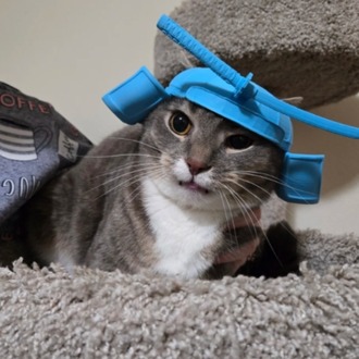 Kedi samuray maskesi
