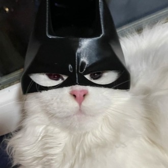 Kedi için batman maskesi