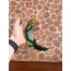 Valorant RGX Karambit 