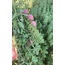 Kekik Yağı (10 ml)