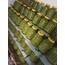 zeytin