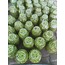 kırma zeytin