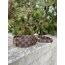 Brown Lv Checker Dog Collar-Leash Set. Desinger Dog Collar Set.