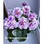 VAT-Valushka sp., standart, fide