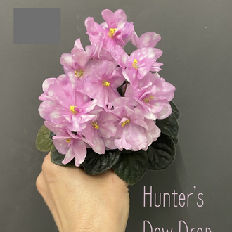 Hunter’s New Drop’s, semimini, fide