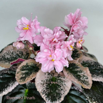 Rivermist Pearl, standart, fide