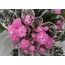 Rose Bouquet, standart, fide