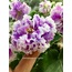 VAT-Valushka sp., standart, fide