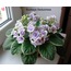 Buckeye seductress standart, fide