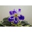 RS-Kapitoshka, standart, fide