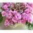Rose Bouquet, standart, fide