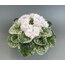 Watermelon Snow, standart, fide