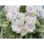 Watermelon Snow, standart, fide