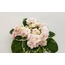 Watermelon Snow, standart, fide