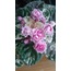 Rose Bouquet, standart, fide
