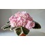 LE-Elegance, standart, fide