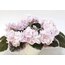 LE-Elegance, standart, fide