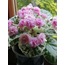 Rose Bouquet, standart, fide