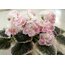 LE-Elegance, standart, fide