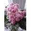Rose Bouquet, standart, fide