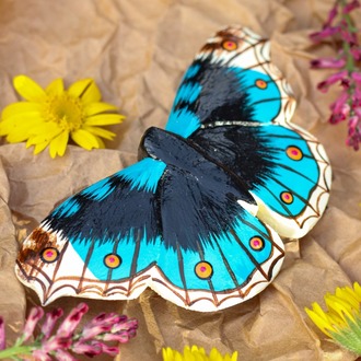 Dicle Güzeli Kelebeği TOKA (Junonia orithya)
