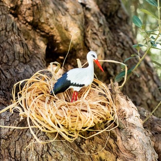 Yaren Leylek TOKA (Ciconia ciconia)