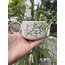 Mimoza Nescafe/Çay Fincanı