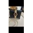 Royal Montres