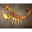 Wood Intarsia Pattern: Scorpion