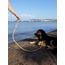 Köpek tasması