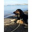 Köpek tasması