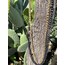 Bedesten Long Phone Strap