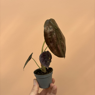 Mini Alocasia Cuprea 'Red Secret'