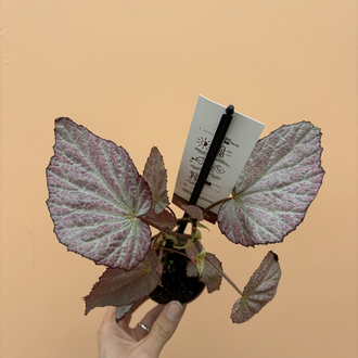 Begonia Two Face