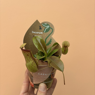 Nepenthes Hookeriana 